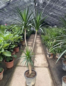 速看！鄞州绿化养护方案中的关键细节都在这儿